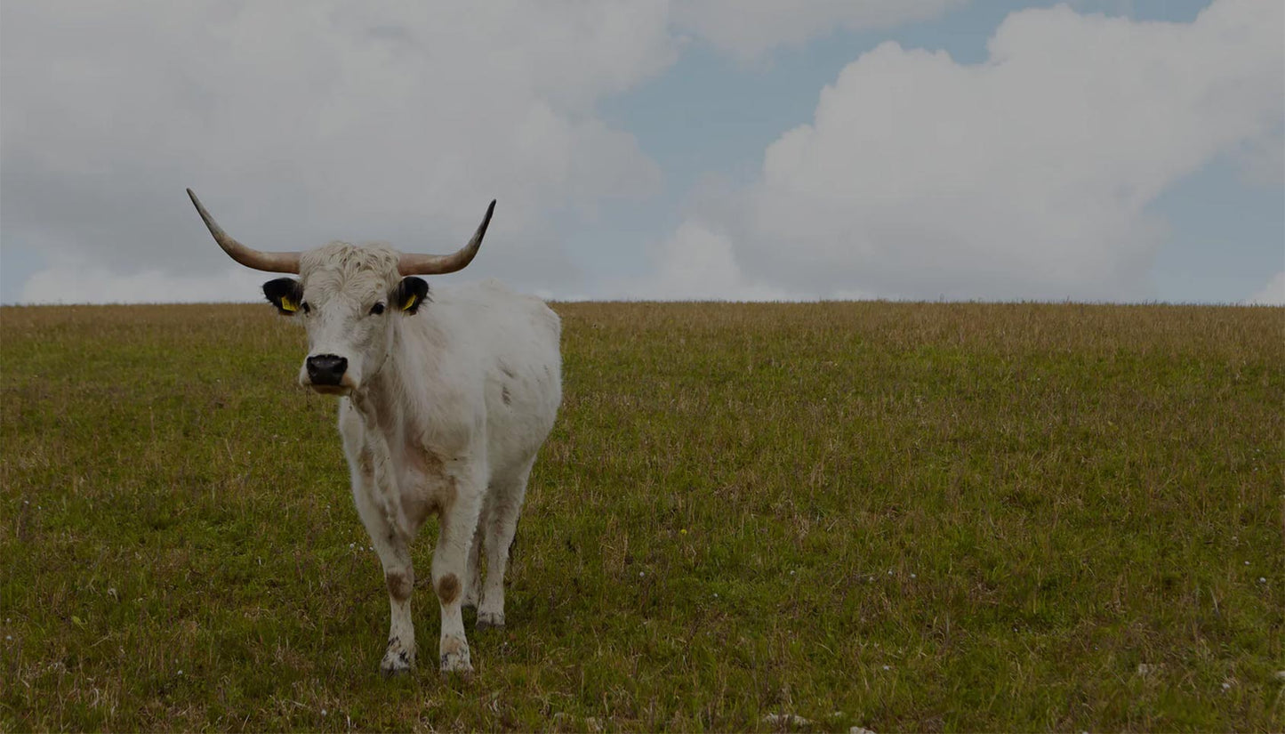 Certified regenerative cow on moorland