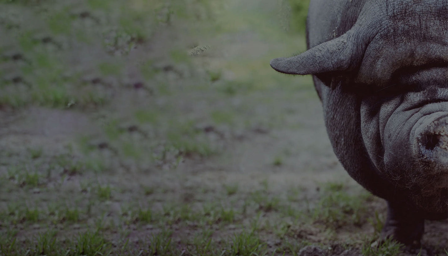 pig