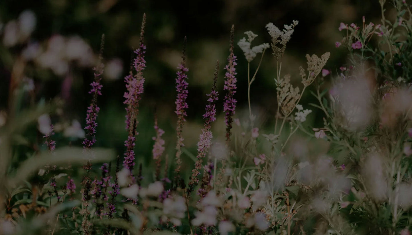 Wild flower meadow