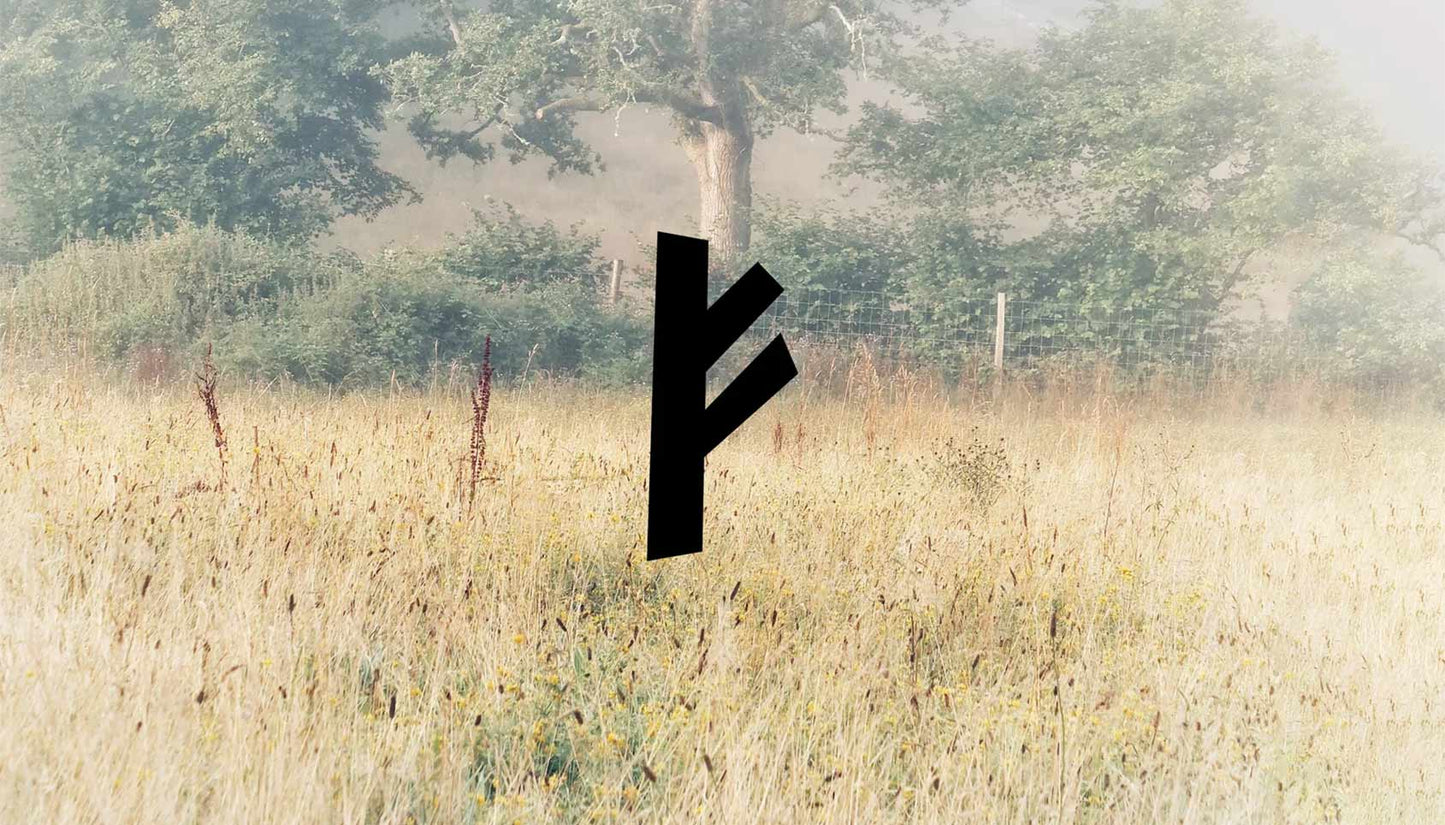 What is rewilding?