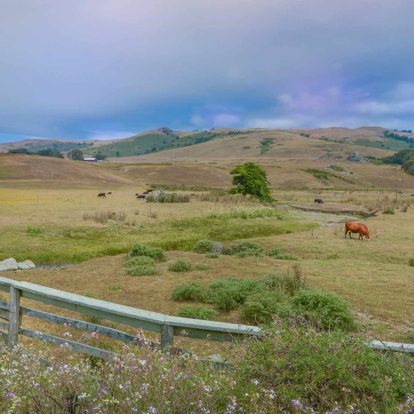 Adaptive multi-paddock grazing