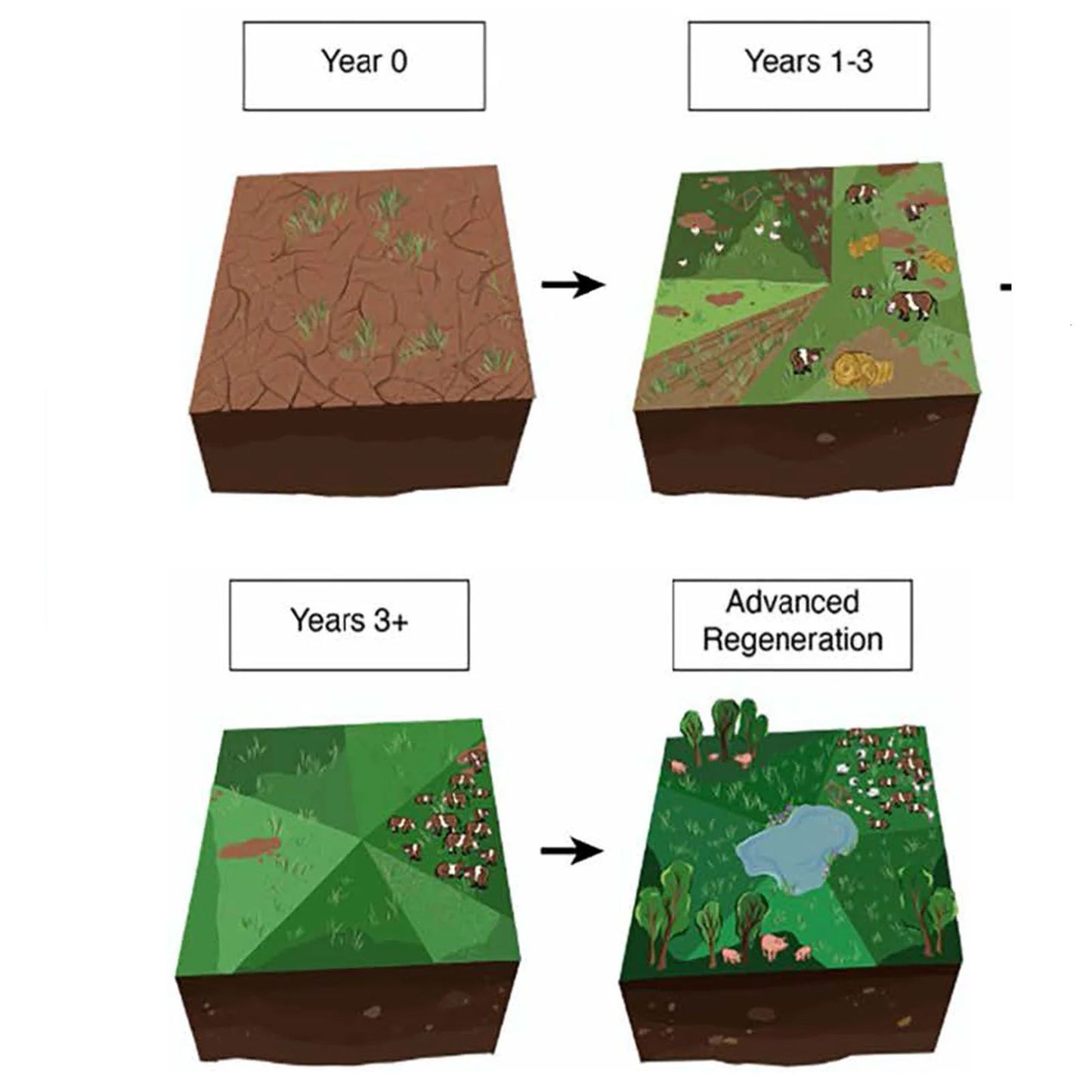 Ecosystem Impacts of a Pastured Livestock System
