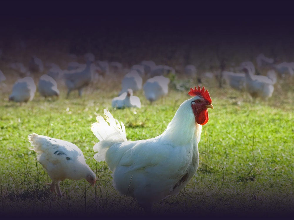 Chickens at Fosse Meadows