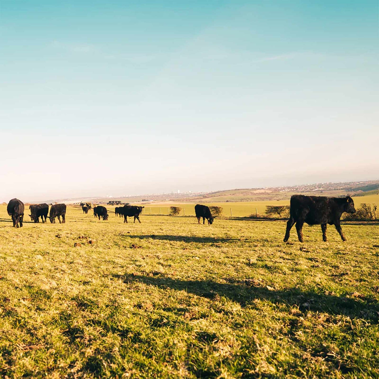 Cattle grazing
