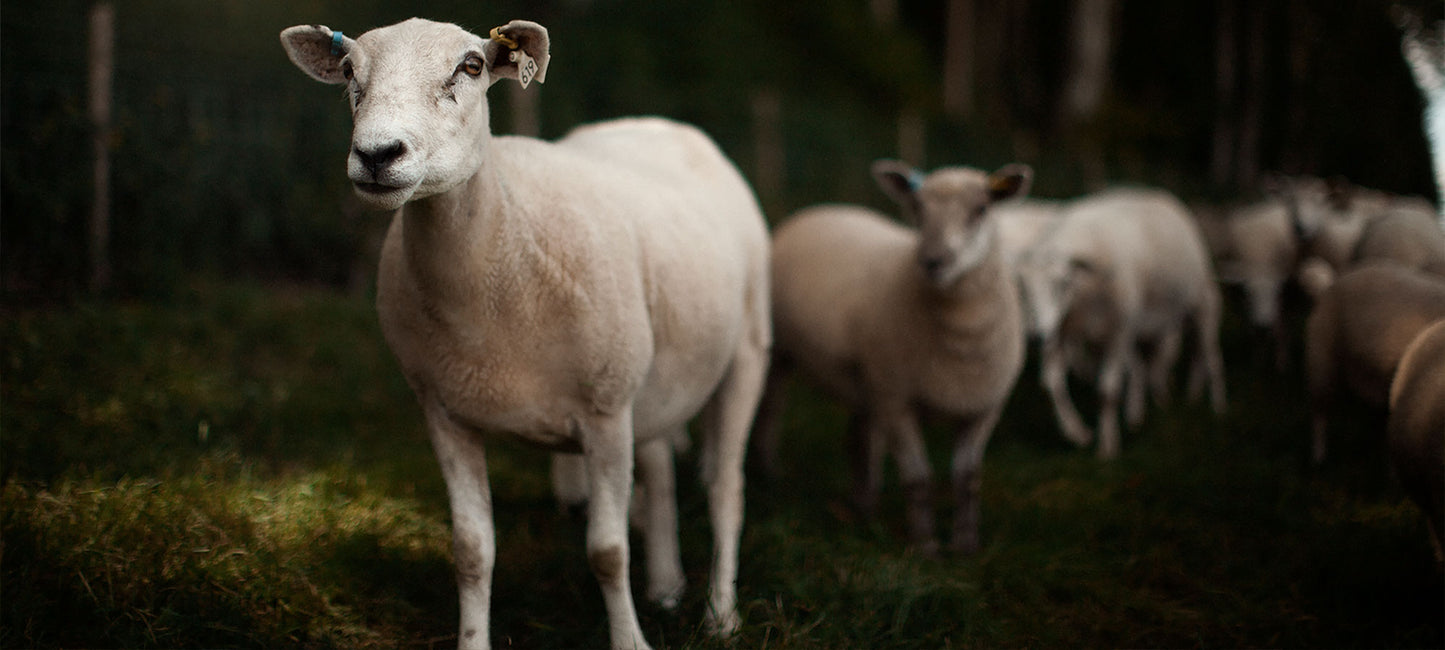 Pasture fed Lamb from The Ethical Butcher