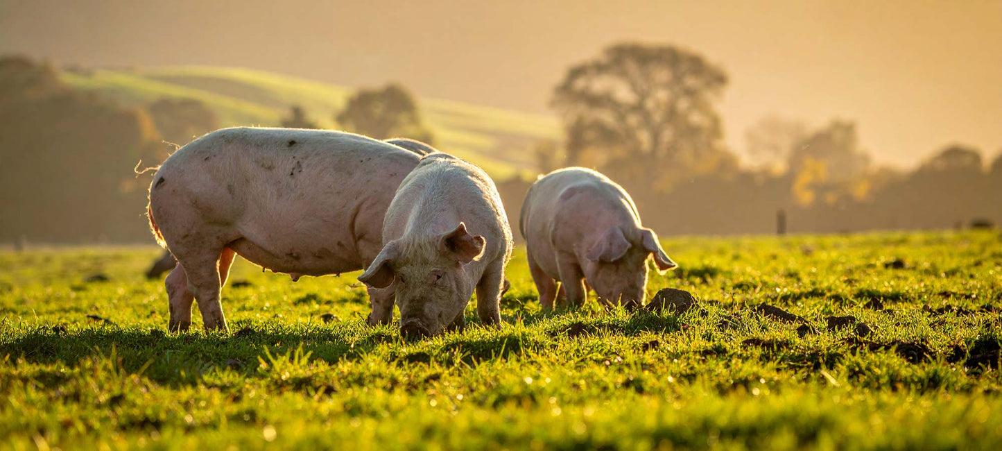 Free range pork from The Ethical Butcher