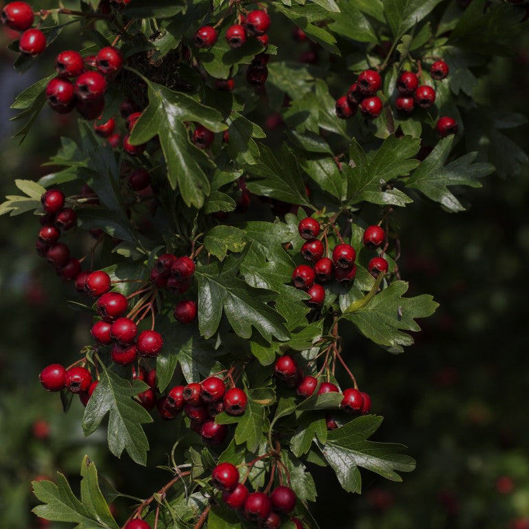 Foraged Hawthorne Ketchup