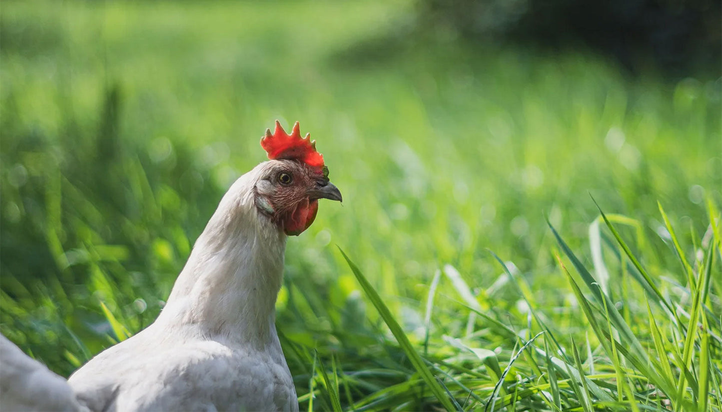 White chicken in pasture