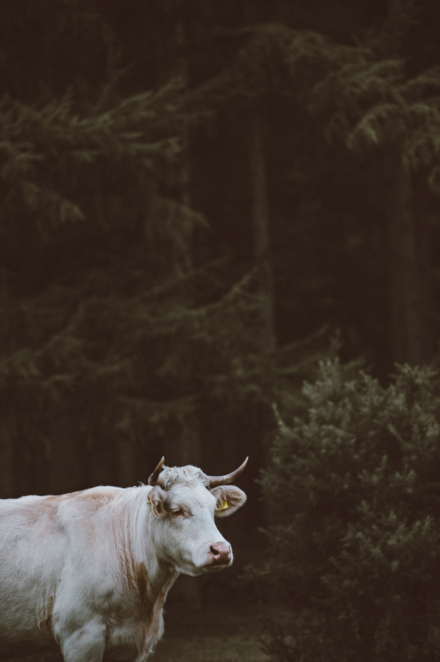 Can cows and trees save the planet?