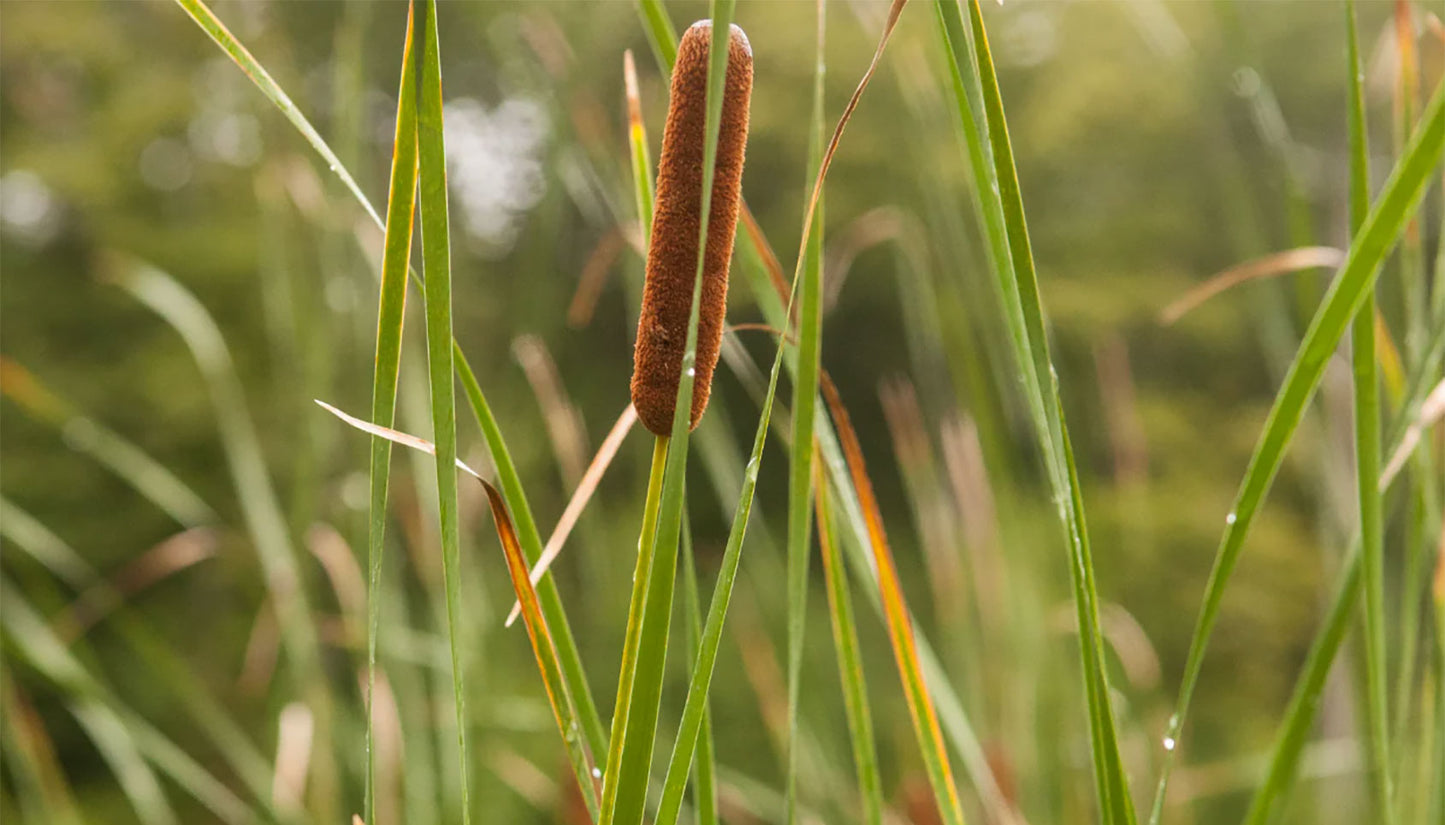 Celtic Tree Month of Reed