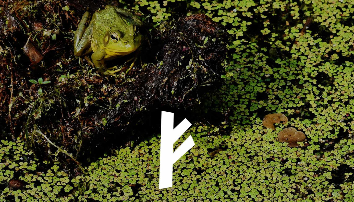 Duckweed - A problem that can also be a solution!