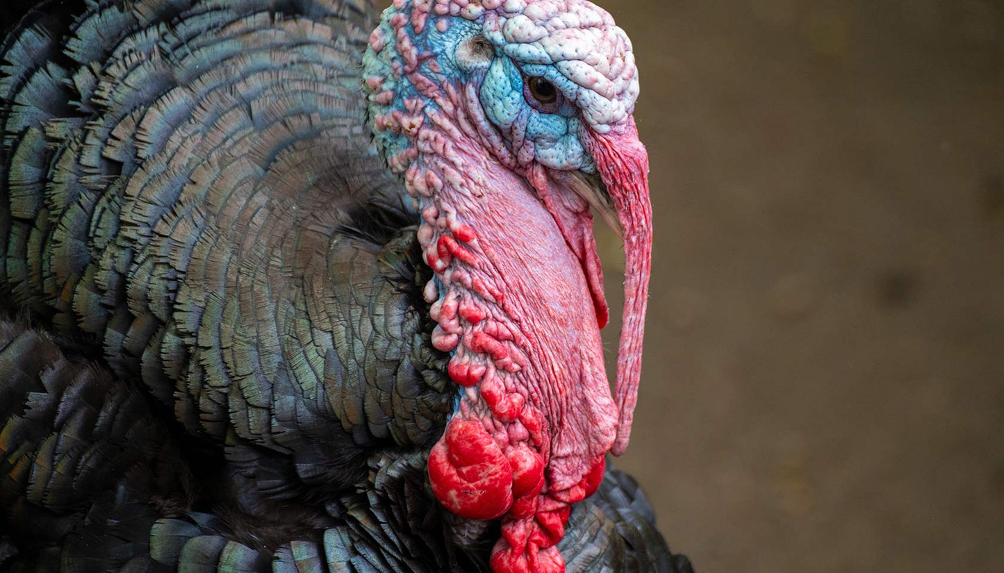 How to cook a turkey...properly