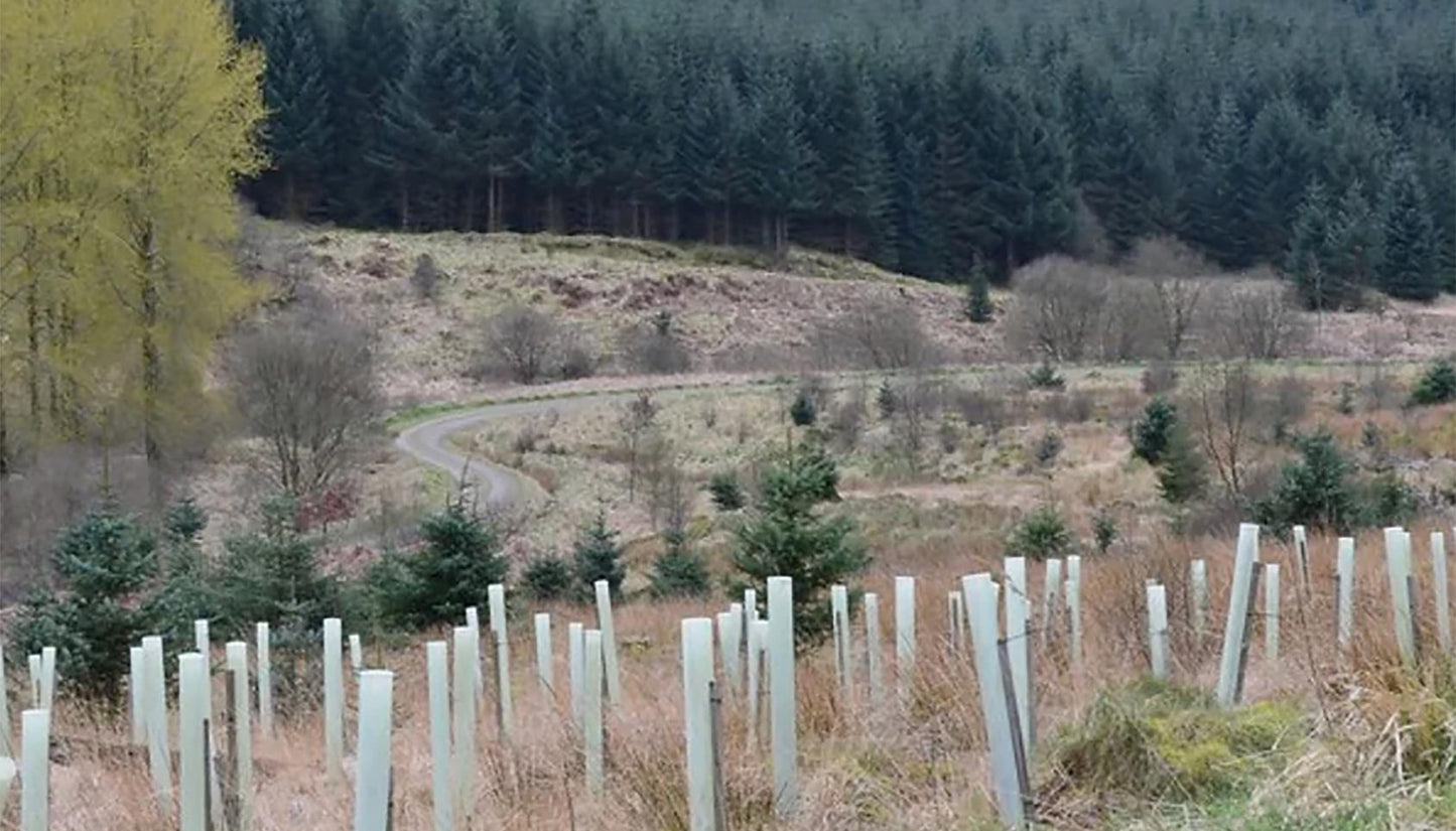 Pasture or trees, can we plant our way out of climate change?