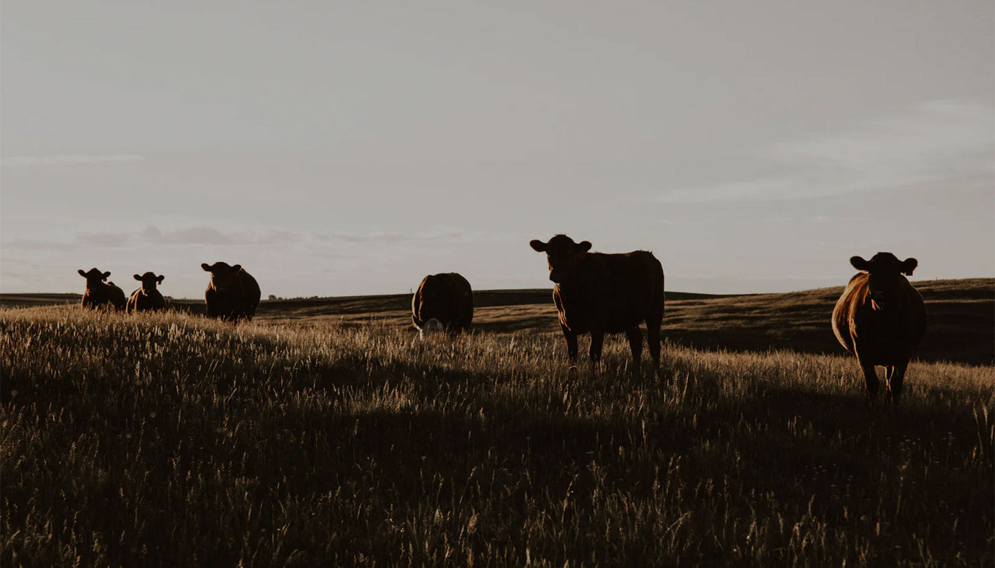 Cattle grazing at dusk