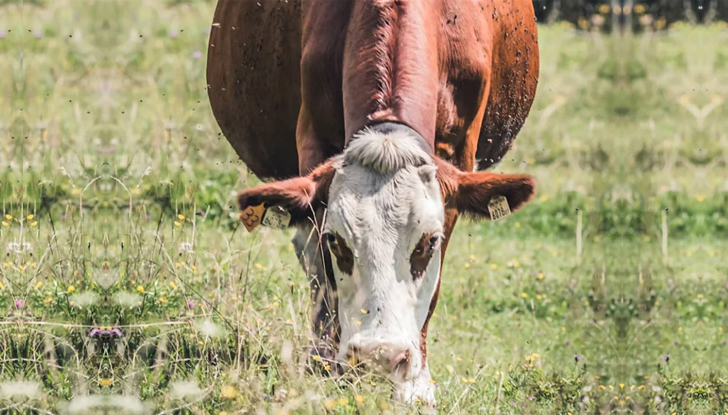 Grazing cow
