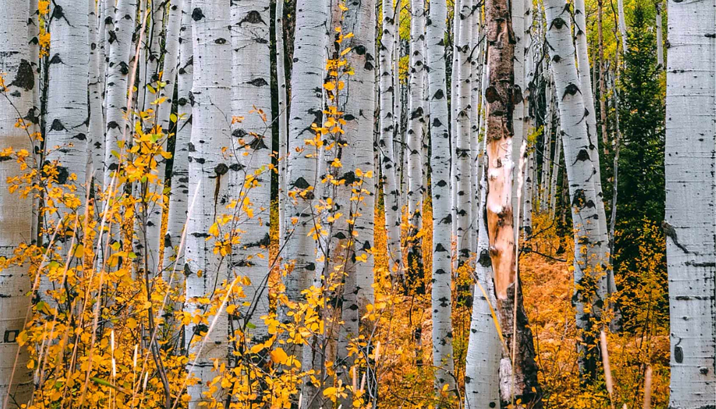 The Celtic Tree Month of Birch