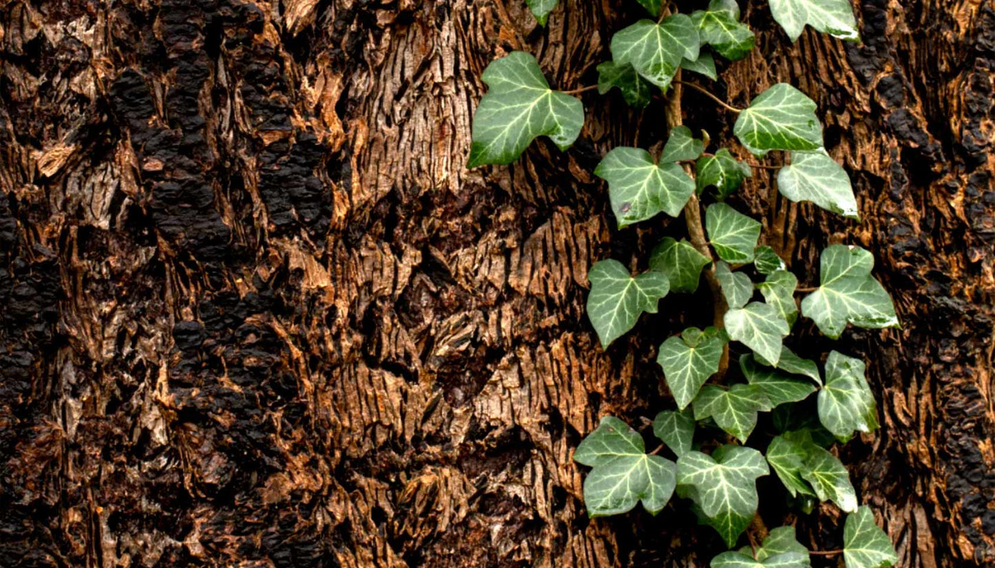 The Celtic Tree Month of Ivy