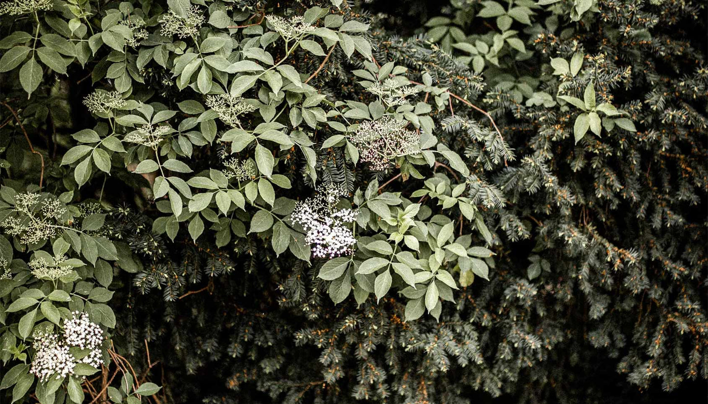 The Celtic Tree Month of Elder