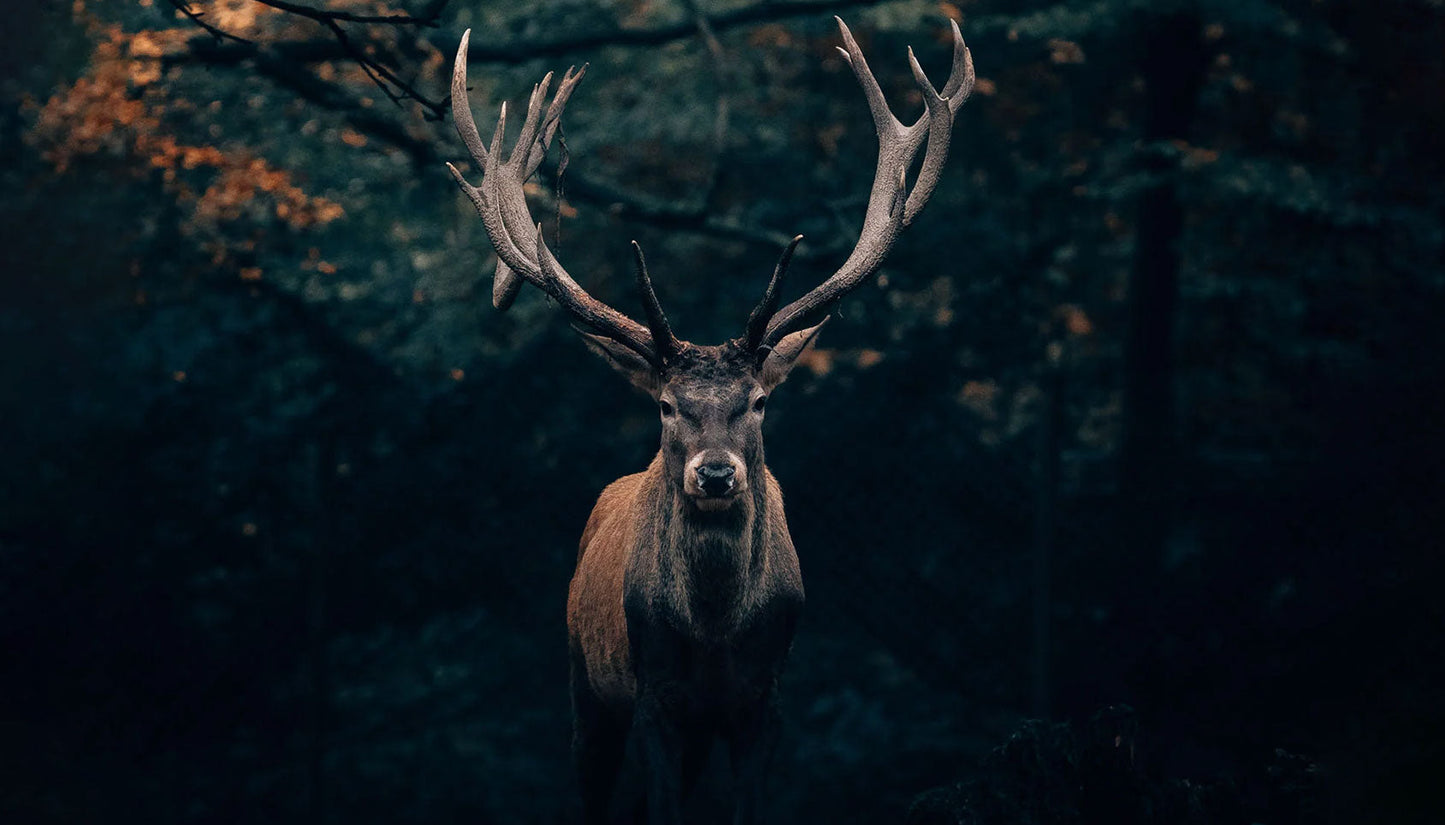 Venison - is it the most ethical meat?