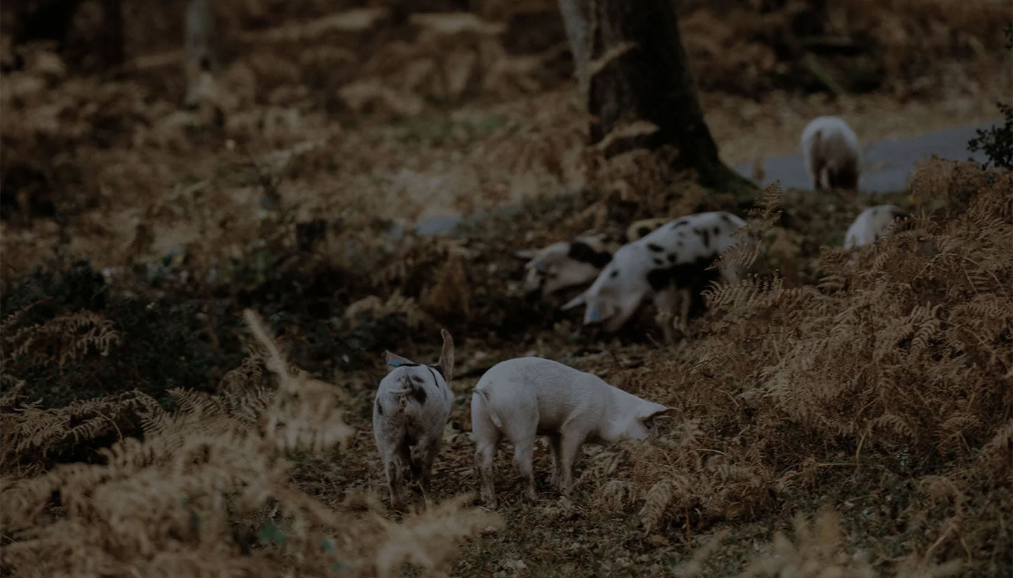 Why do we need regenerative pork?