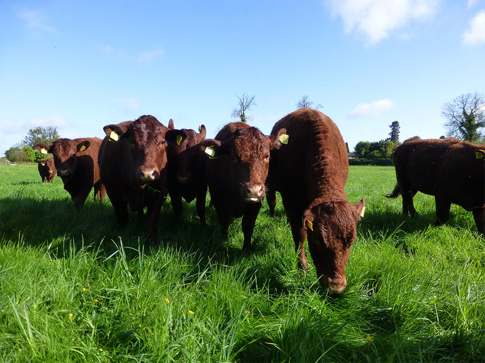Cattle at Bailey Hill farm