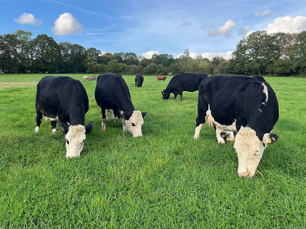 Cattle grazing at Brightleigh farm