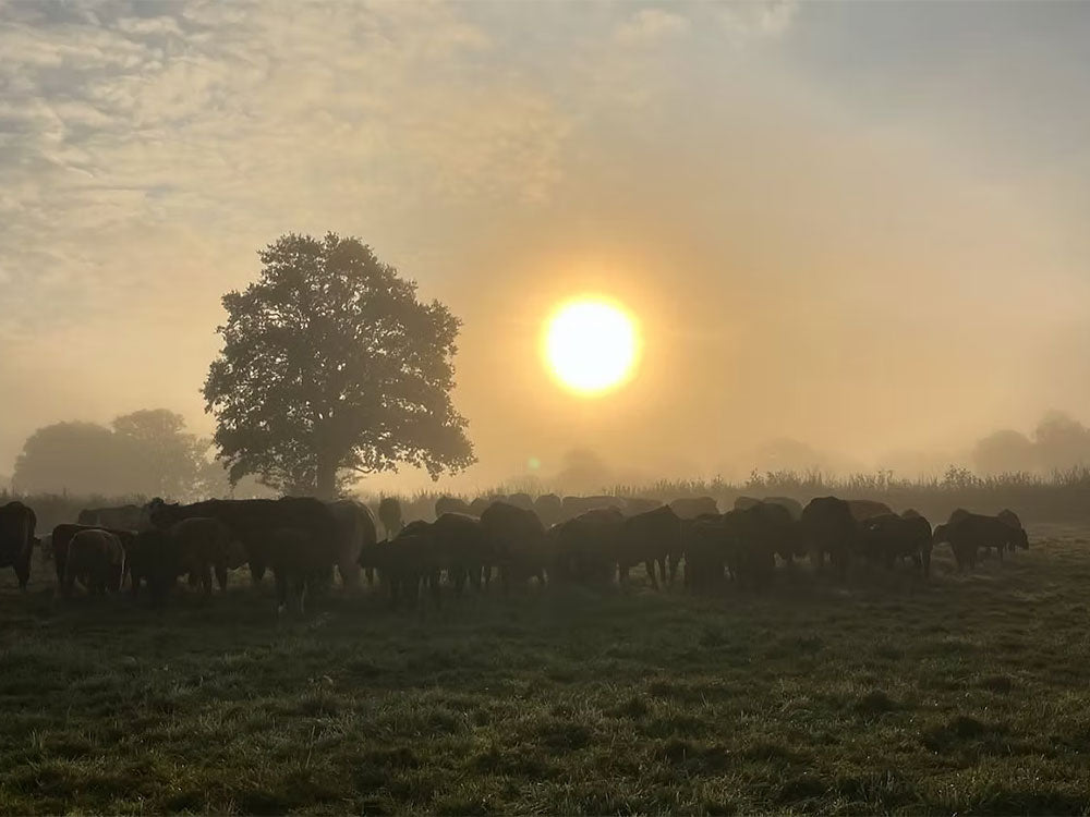 Cattle at sunset at Brightleigh farm
