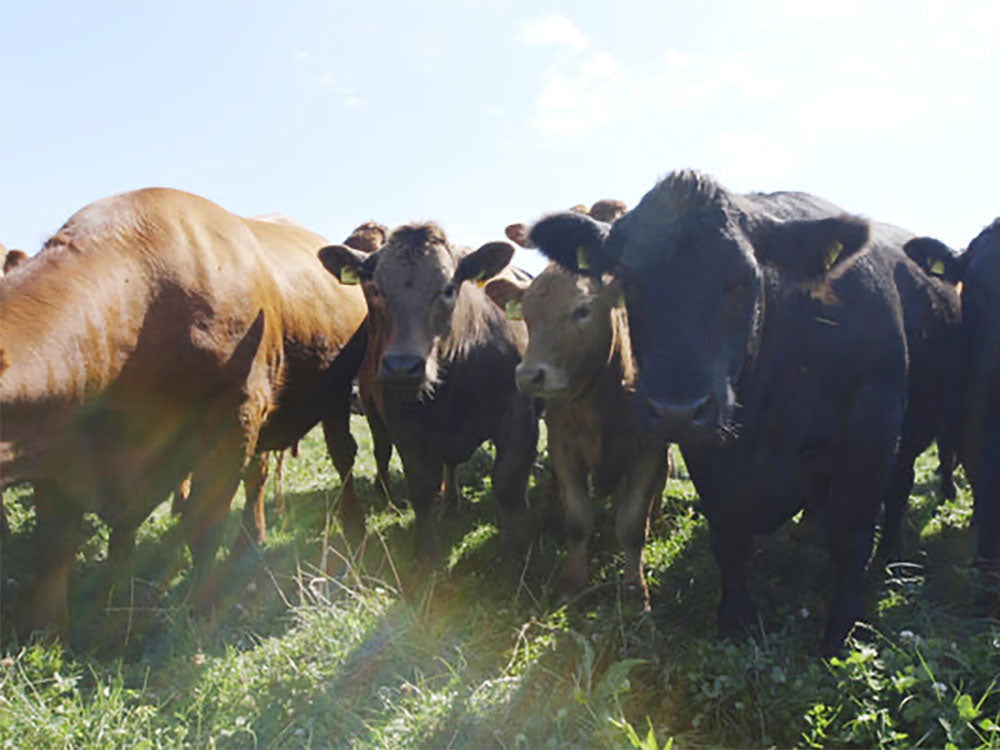 Cattle at Cheswell Grange