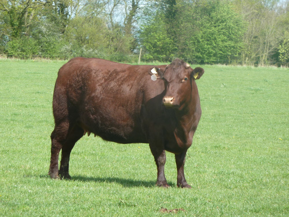 Cattle at Deersbrook farm