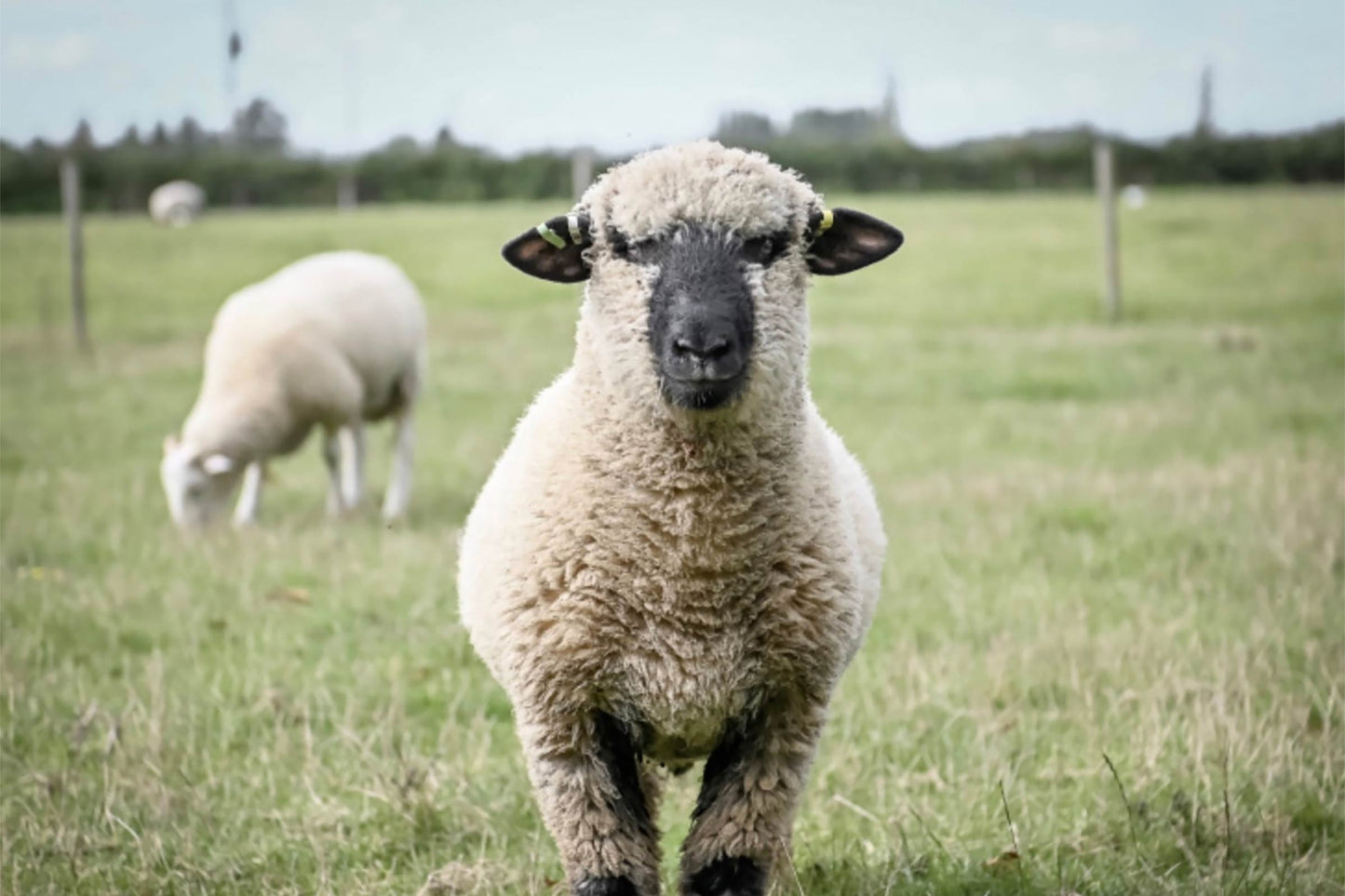 Sheep at D'oyleys farm