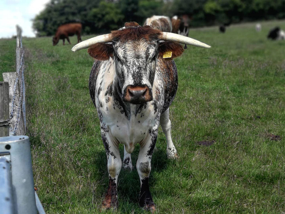 Longhorn Cattle at Egypt House Farm