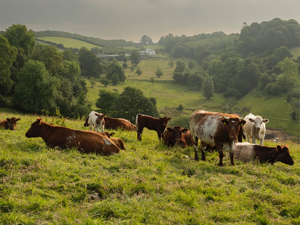 Cattle grazing at Fowlescombe Farm