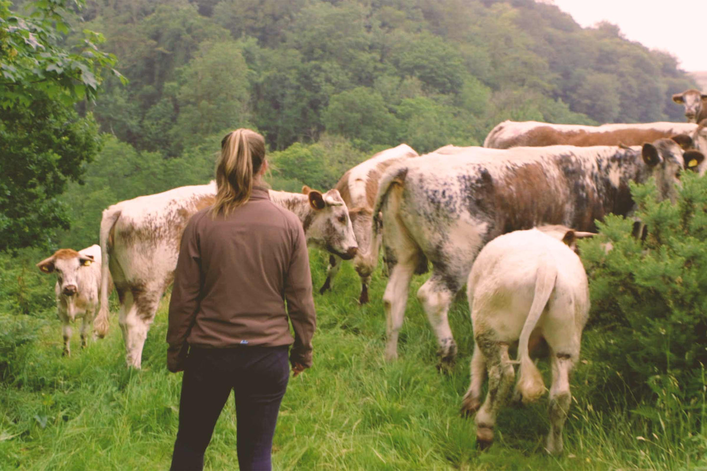 Rosie tends to her cattle on rich, steep and ancient pasture fields.