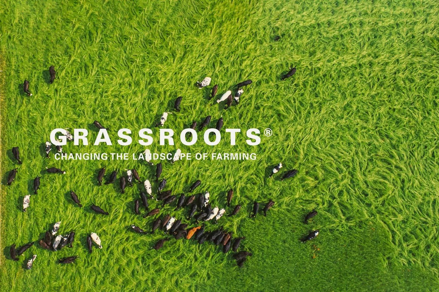 Overhead image of cattle grazing on grassland