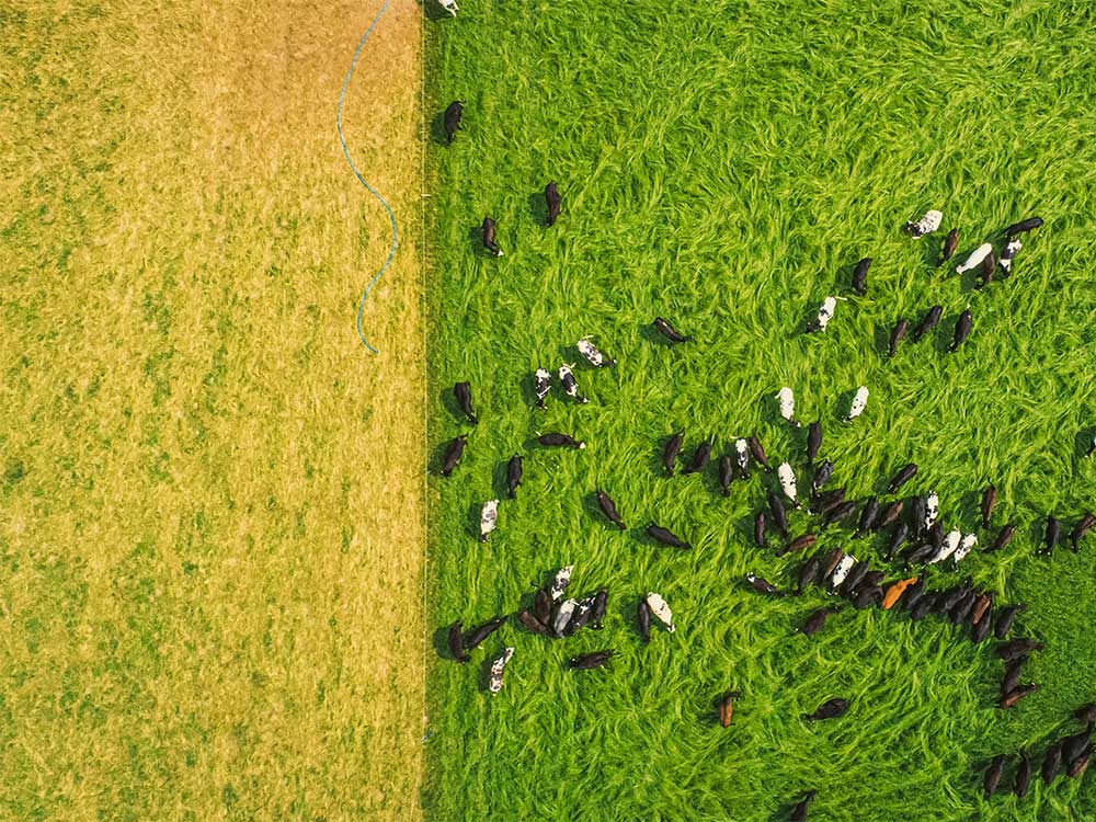 The land at Grassroots Farming