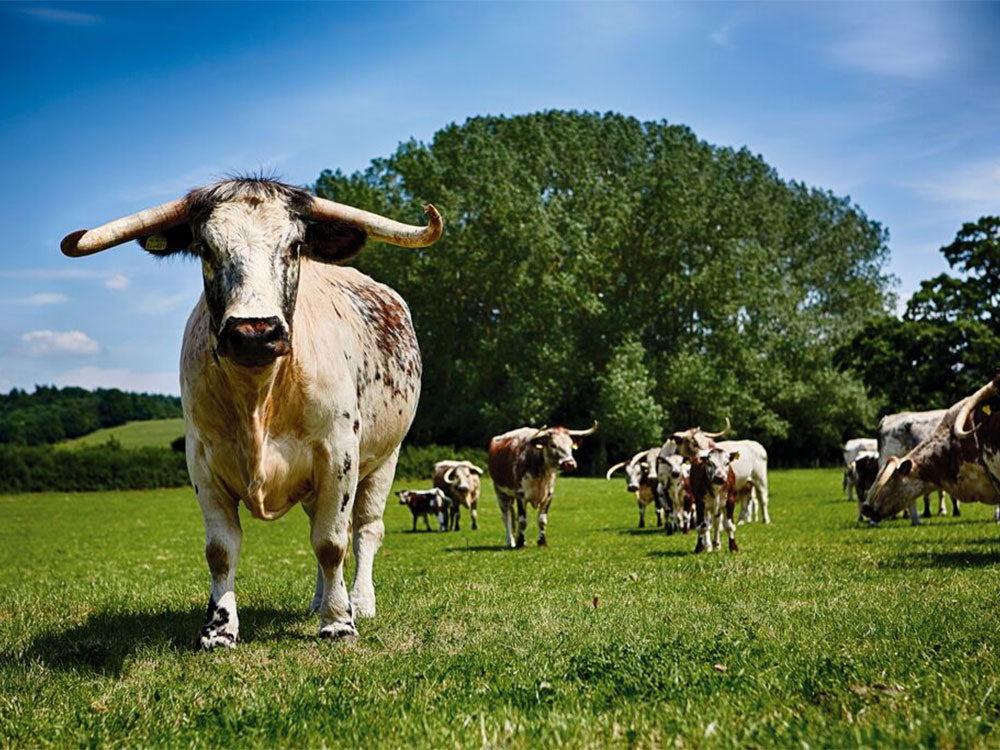 English Longhorn at Great Berwick