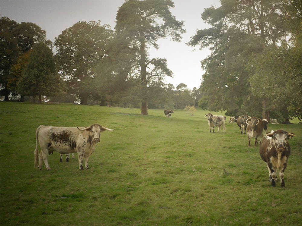 Cattle at Great Berwick
