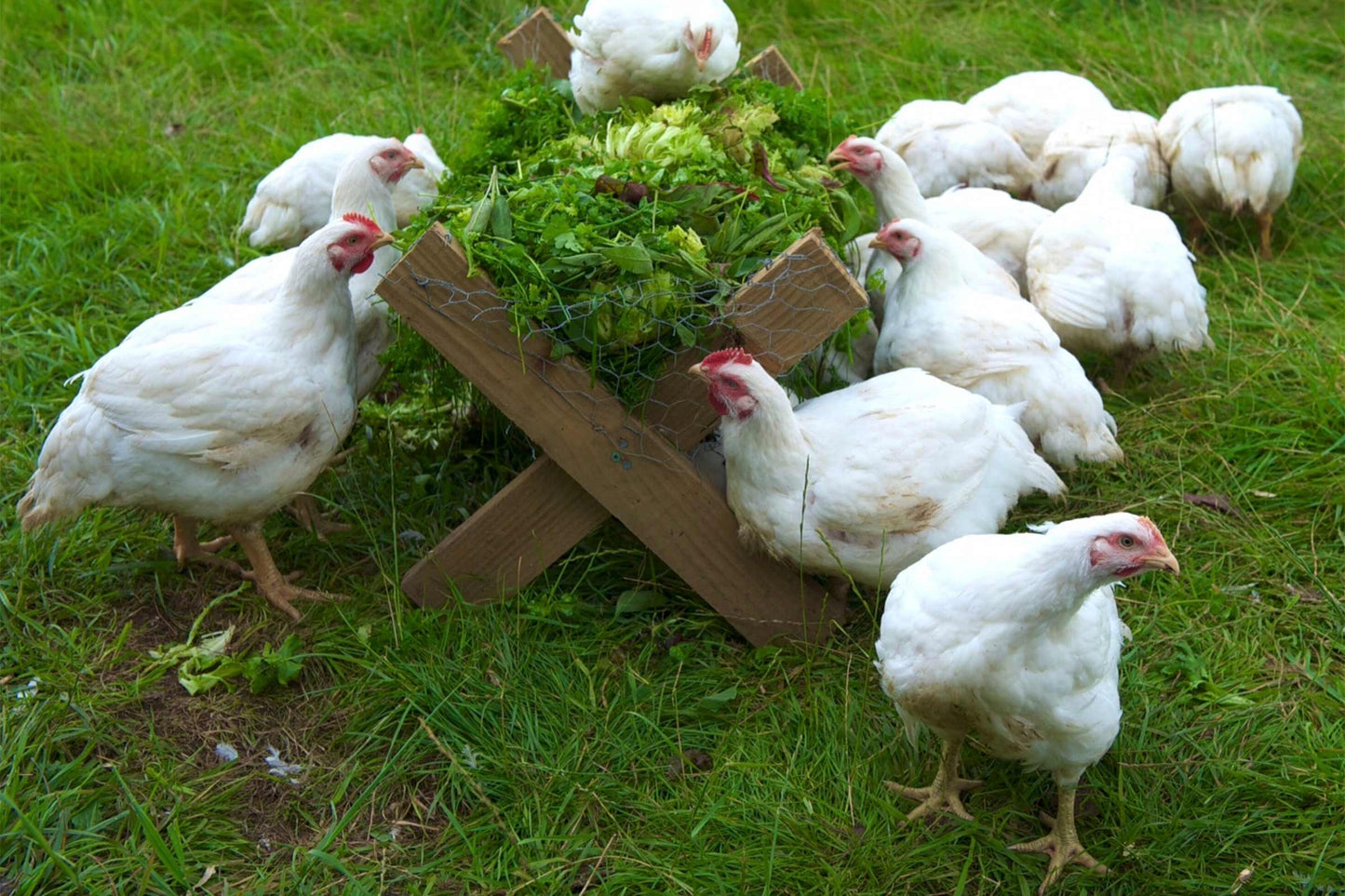 Herb fed poultry