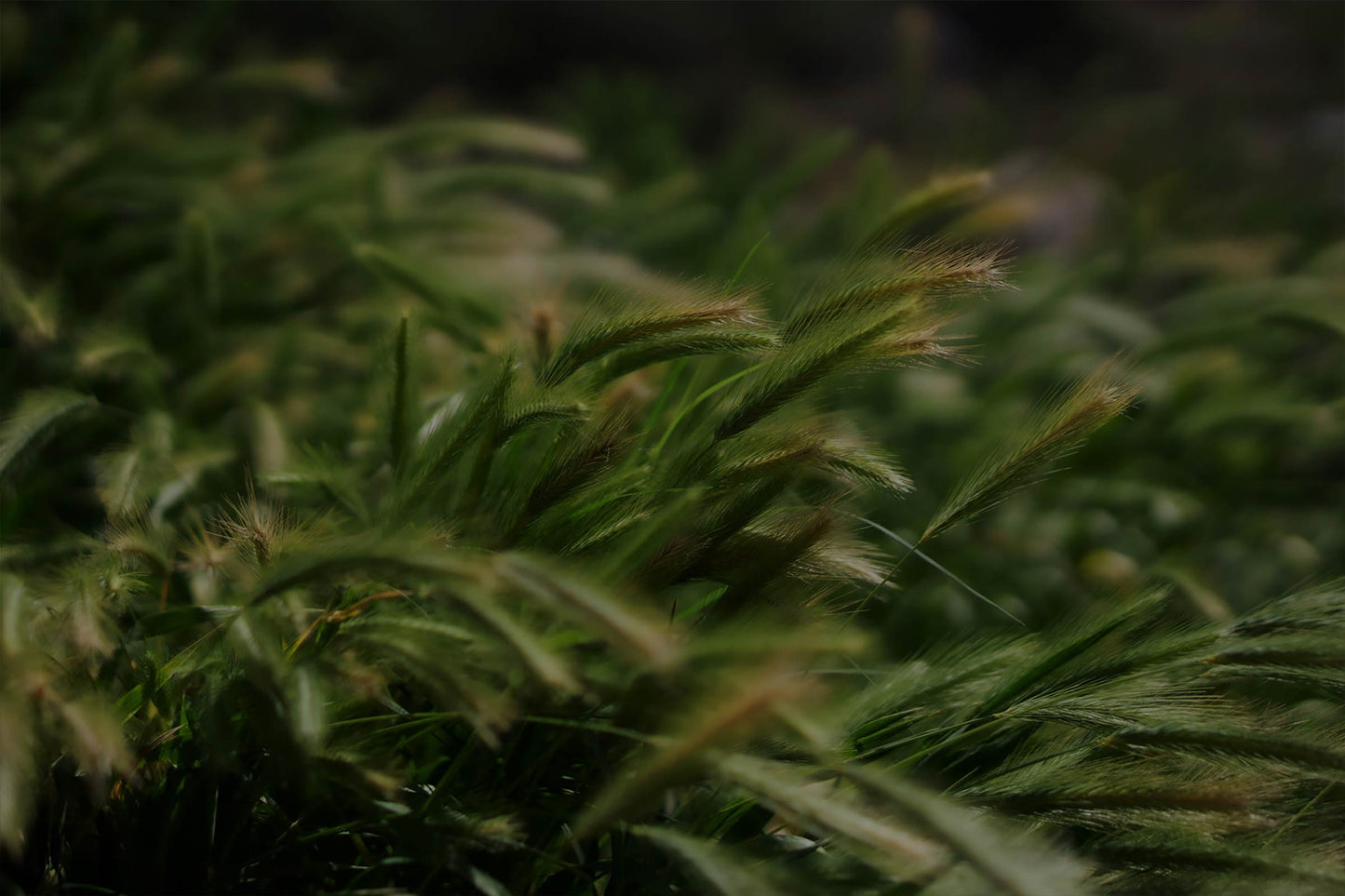 Wheat