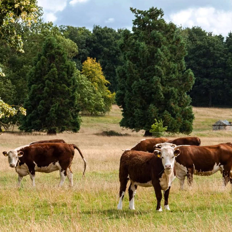Cows standing in a grassy field with trees in the background