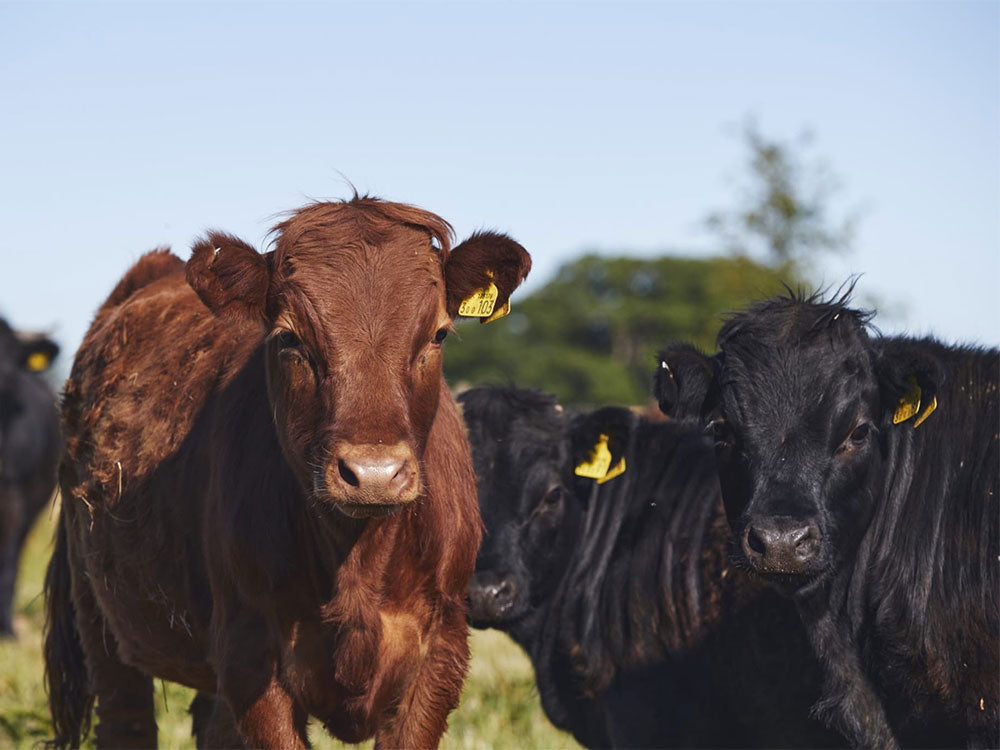 Cattle at Jane's Farm