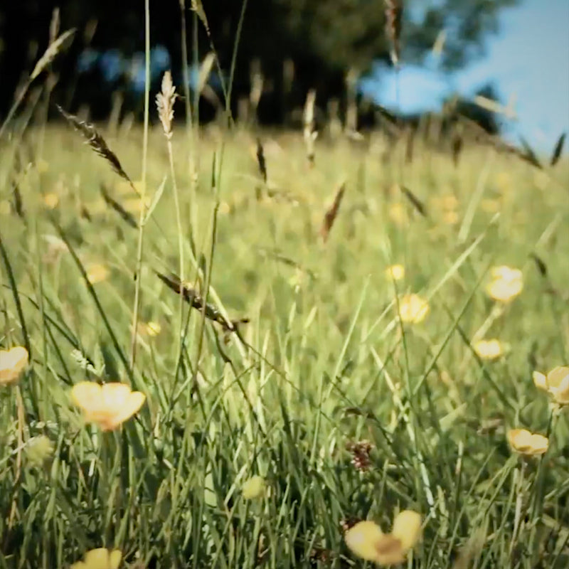 Field of tall grass with yellow flowers under a blue sky