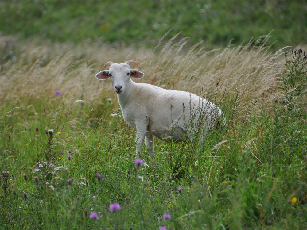Sheep at Manor Farm Organics