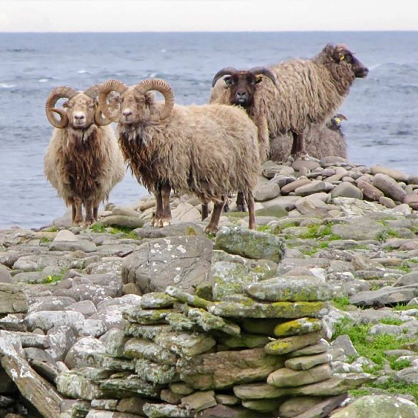 The sheep of North Ronaldsay