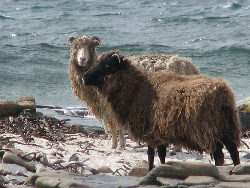 Sheep on North Ronaldsay