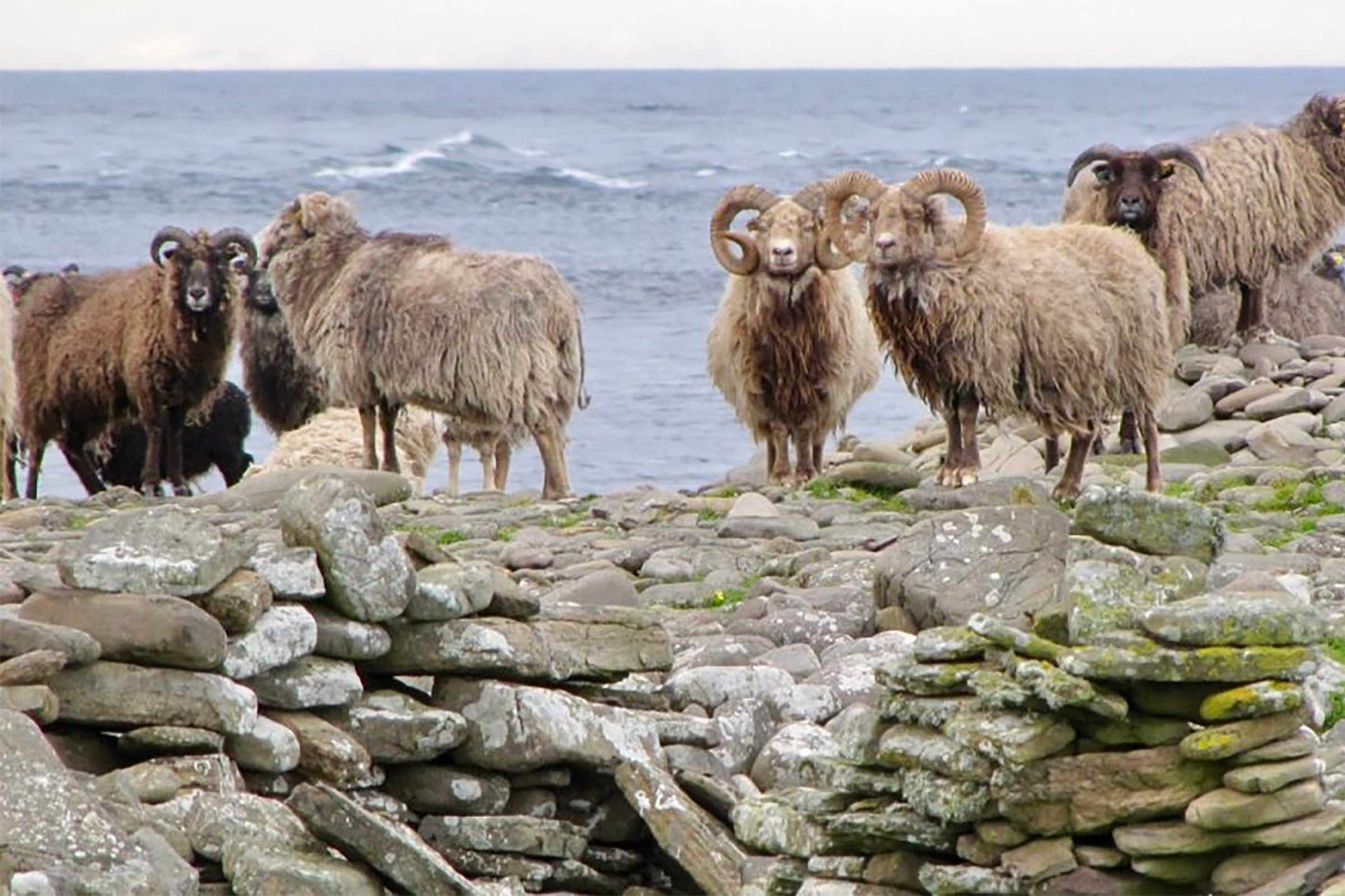 The sheep of North Ronaldsay