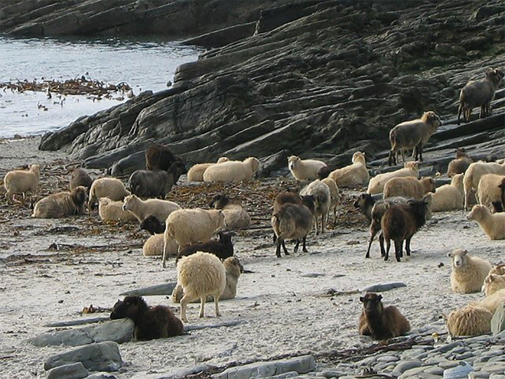 Sheep on a beach on North Rolandsay
