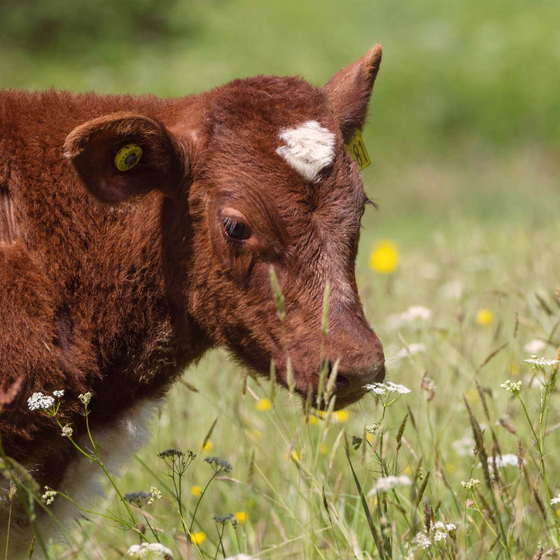 Brown cow with a white spot on its head in a grassy field with flowers