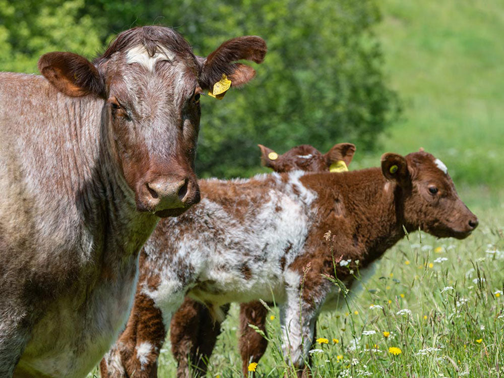 Regenerative farming
