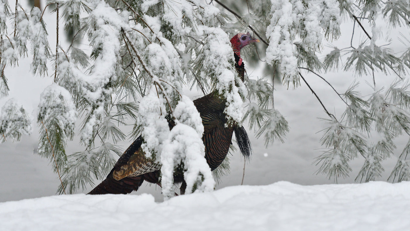 Turkey in winter